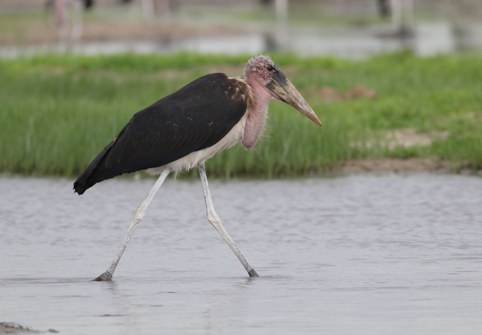 image Marabou Stork